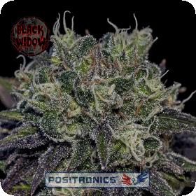Black Widow Feminised Seeds
